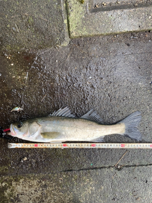 今日も早起きして(^^)v