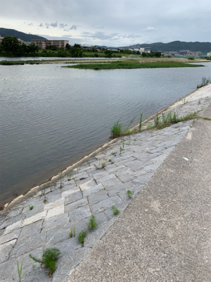 夕まづめにナマズゲーム