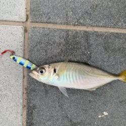 もう釣れてきたパターン？！