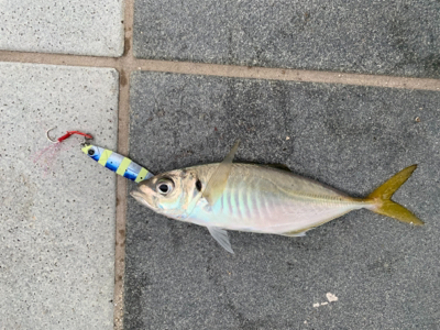 もう釣れてきたパターン？！