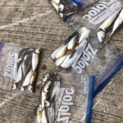 久しぶりのサビキ釣り(^^)