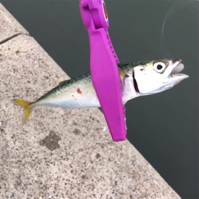 アジングタックルでサバとツバス!