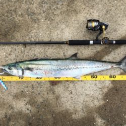 びしょ濡れでサワラ!