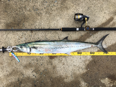 びしょ濡れでサワラ!