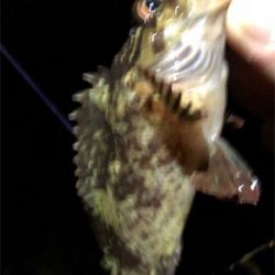 たまにはライト