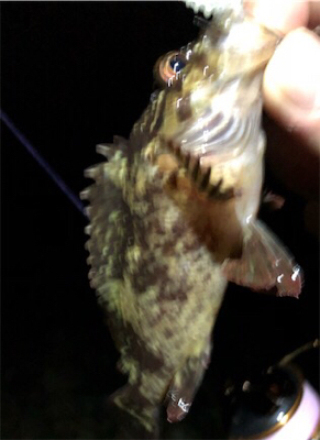 たまにはライト