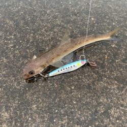 エソ大量。。。