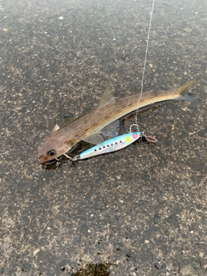 エソ大量。。。