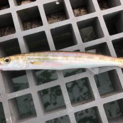 チビサバ、チビカサゴ、チビカマスをゲット!笑