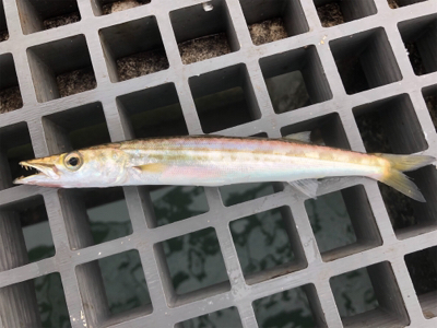 チビサバ、チビカサゴ、チビカマスをゲット!笑