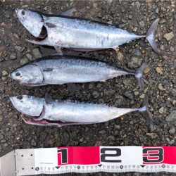 初ガツオ^ ^右に左によく走る(^^)♪