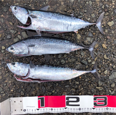 初ガツオ^ ^右に左によく走る(^^)♪