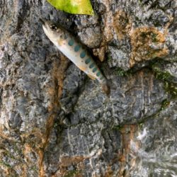 球磨川水系ヤマメ釣り#1