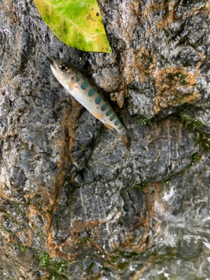 球磨川水系ヤマメ釣り#1