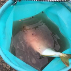 夕まずめツバス