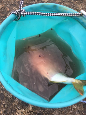 夕まずめツバス