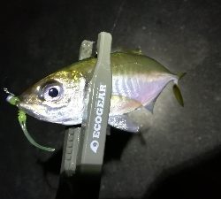 ナイトアジング