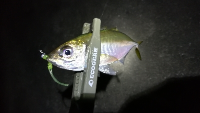 ナイトアジング