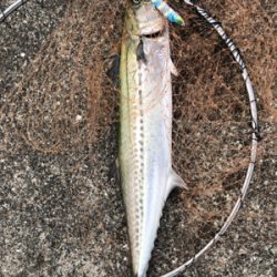 久しぶりのサワラ!