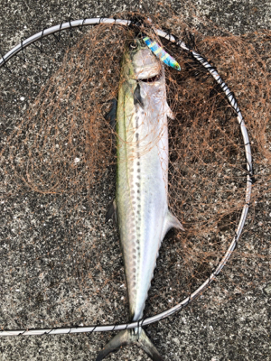 久しぶりのサワラ!