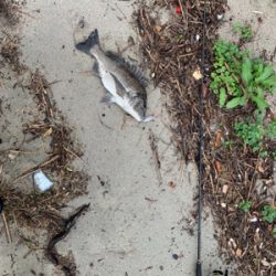 遠征したものの