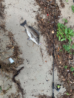 遠征したものの