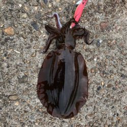 久しぶりのエギング釣行で!