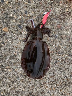 久しぶりのエギング釣行で!