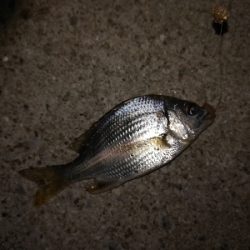 小キビレパラダイス