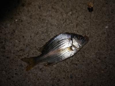 小キビレパラダイス