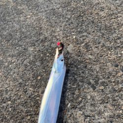 梅雨明けタチウオ