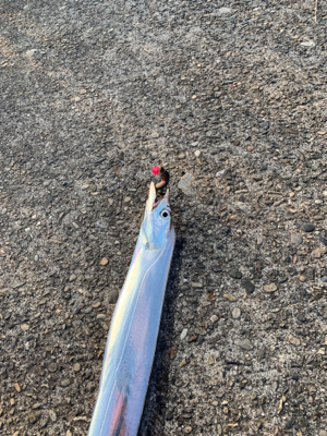 梅雨明けタチウオ