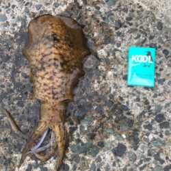 まさかのアオリ！