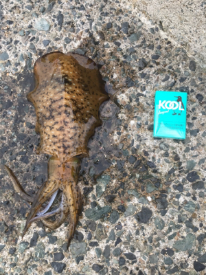 まさかのアオリ！