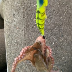 今日も、オクトパッシング ！