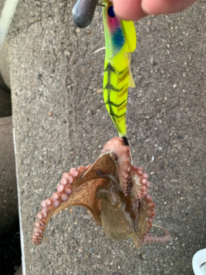 今日も、オクトパッシング ！