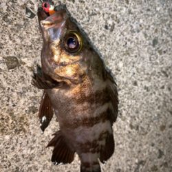 アジが釣れず、メバルが釣れた!