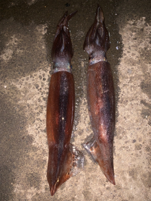 函館と言えば、、、