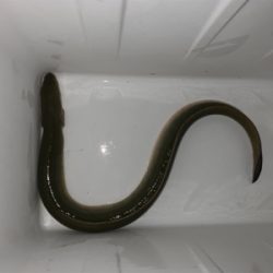 夕まづめにぶっ込み釣り