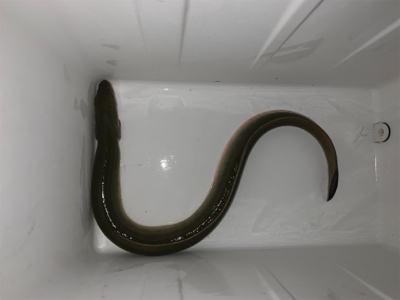 夕まづめにぶっ込み釣り