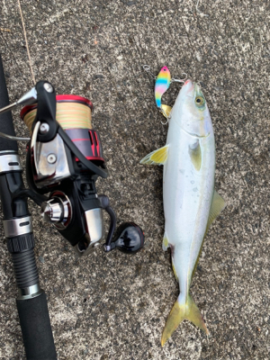 ヤズからのブリ