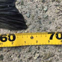 青物かと思いきやシーバス