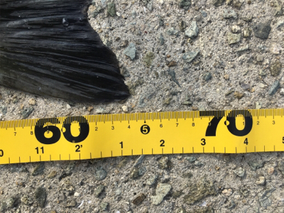 青物かと思いきやシーバス