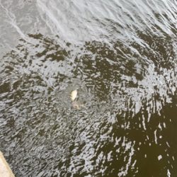 エイとアンタレスとツバス