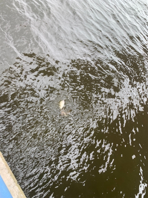 エイとアンタレスとツバス