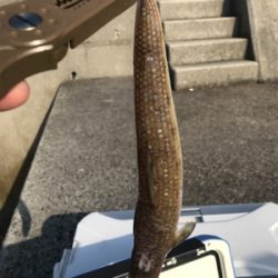 ライトショアジギング