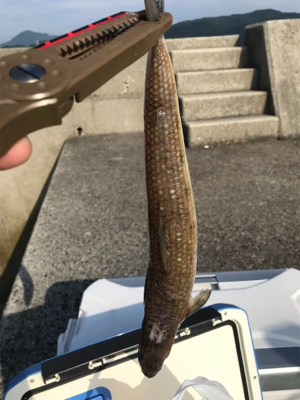 ライトショアジギング