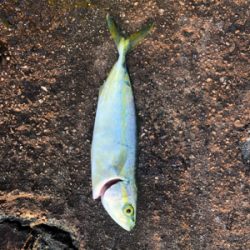 一瞬の時合とマッチザベイト