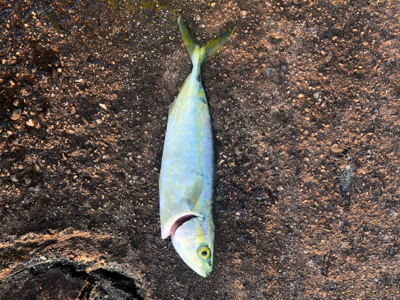 一瞬の時合とマッチザベイト