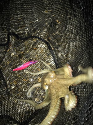 エギングで嬉しい外道GET(^｡^)